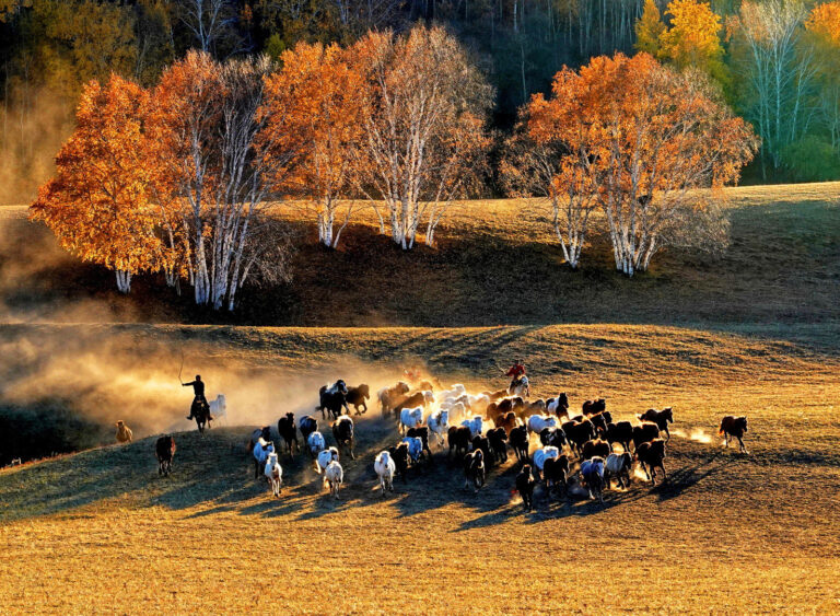 Splendid Light - Golden Autumn at Bashang